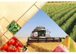 Крым достиг самообеспеченности по&nbsp;производству пшеницы, свинины и&nbsp;фруктов