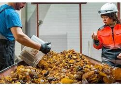 Калининградский янтарный комбинат добыл 600 тонн янтаря на Приморском карьере.