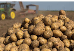 Россия впервые за восемь лет вышла на полную самообеспеченность картошкой