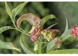 Российские специалисты нашли «антидот» от суперядов для растений.