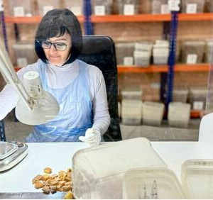 Калининградский янтарный комбинат ввёл в&nbsp;строй новый цех ручной сортировки