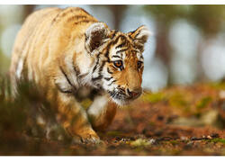 В России выросла численность амурских тигров