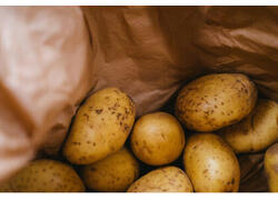 Ввоз импортных семян картофеля сократился более чем на 90% в 2024 году