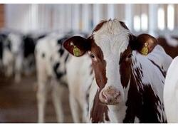 В Омской области запущен модернизированный молочно-товарный комплекс