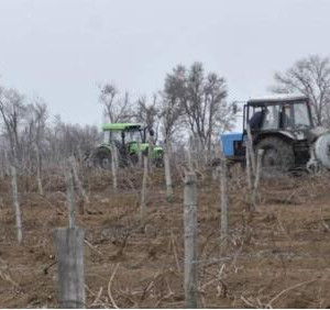 На&nbsp;Дону заложено 104 гектара новых виноградников