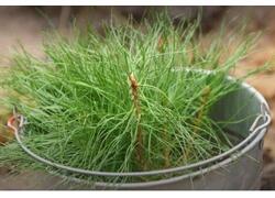 Всероссийская акция: более 70 миллионов деревьев высажено в стране