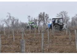 На Дону заложено 104 гектара новых виноградников