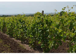 190 га виноградников заложили на Ставрополье