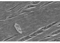 Эффективность лазеров ультракоротких импульсов удалось повысить на 30% благодаря нанотрубкам