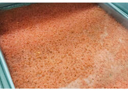 В Карелии открыли новое производство посадочного материала форели