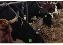 В&nbsp;Коми открылась семейная ферма на&nbsp;150 голов крупного рогатого скота