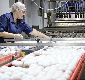 Покровская птицефабрика в&nbsp;Саратовской области ввела в&nbsp;эксплуатацию три новых цеха