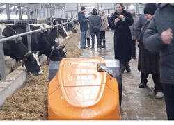 Пермский «Колхоз имени Чапаева» запустил новую молочно-племенную ферму на 480 голов КРС