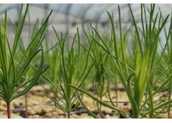 Первую очередь селекционно-семеноводческого центра запустили в Тюменской области