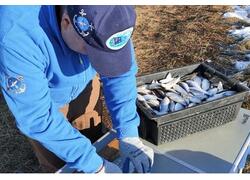 Учёные ВНИРО создают высокопродуктивные гибриды сиговых для аквакультуры