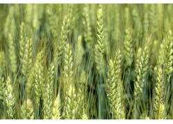 В России улучшили технологию производства кормов