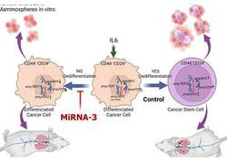 Препарат для профилактики метастазирования при онкологических заболеваниях создали томские ученые