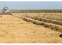 Дагестанский рис