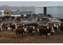 В Самарской области заработала новая ферма КРС