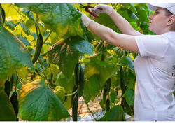 Тепличный комплекс «Тульский» возобновил круглогодичную работу