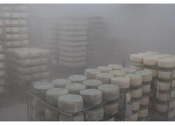 В Нижегородской области открыт цех по производству сыров мощностью 600 тонн в год