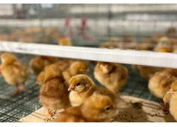 На Лакинской птицефабрике во Владимирской области открылся новый птичник для молодняка