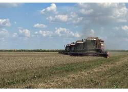 Твёрдая пшеница Южного Урала