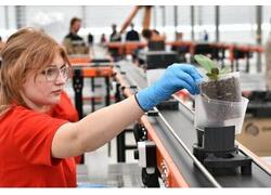 В&nbsp;Ярославской области запущено первое в&nbsp;России промышленное производство орхидей