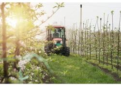 В Дагестане завершается весенняя закладка садов