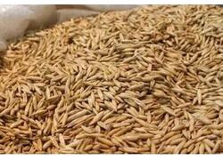 Из Калининградской области в ОАЭ отправлено 2,4 тысячи тонн продовольственного овса