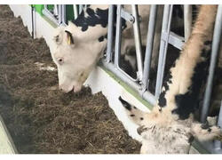 В Новгородской области открыт телятник на 250 голов