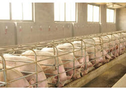 В&nbsp;Рязанской области запущена вторая очередь завода по&nbsp;производству мясных полуфабрикатов