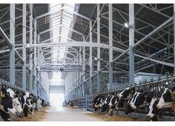 В Липецкой области открыт роботизированный животноводческий комплекс на 1800 голов