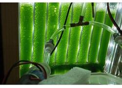 Российский фотобиореактор для Луны и Марса в разы продуктивнее мировых аналогов