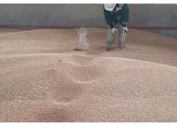 Более миллиона тонн растительной продукции экспортировано из Калининграда