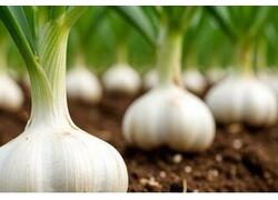 Кооператив &laquo;Фермерские Продукты&raquo; в&nbsp;Татарстане успешно развивает производство российского чеснока