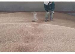 Из Калининградской области в ОАЭ отгружено 5,2 тысячи тонн продовольственной пшеницы