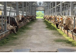 В Костромской области завершили реконструкцию животноводческой фермы в рамках нацпроекта