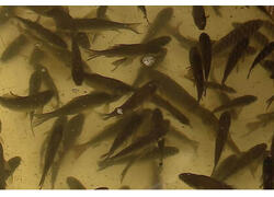 Более 250 тысяч мальков сазана выпустили в челябинские Шершни