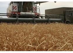 В Калмыкии собран рекордный урожай зерновых за постсоветский период