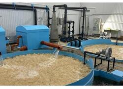 В Марксе запустили полный цикл производства форели