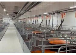 &laquo;Омский бекон&raquo; ввел в&nbsp;эксплуатацию участок опороса на&nbsp;свинокомплексе &laquo;Чунаевский-2&raquo;