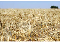 Pоссийские аграрии уже собрали около 130 млн тонн зерна