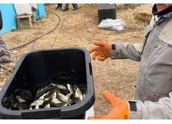 Самарское предприятие ОДК-Кузнецов выпустило в&nbsp;Волгу более 3600 мальков сазана