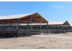 В Ростовской области заработали три новые овцефермы мощностью 36 тысяч голов