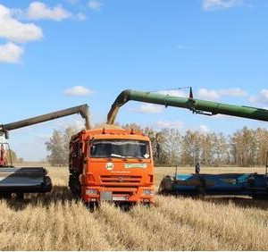 Рекордный урожай зерна собран в&nbsp;Омской области