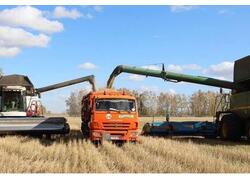 Рекордный урожай зерна собран в&nbsp;Омской области
