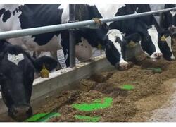 В&nbsp;деревне Фофанцево Вологодского округа открылась первая роботизированная ферма