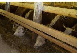 В&nbsp;деревне Шульгина Иркутской области открылась новая семейная животноводческая ферма