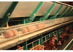 В&nbsp;Кировской области начал работу новый птичник на&nbsp;100000 кур